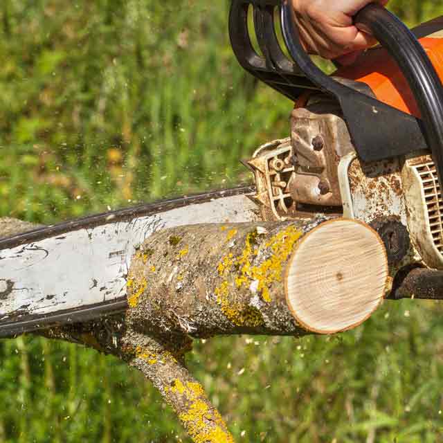 Stump Removal Grinding Toronto