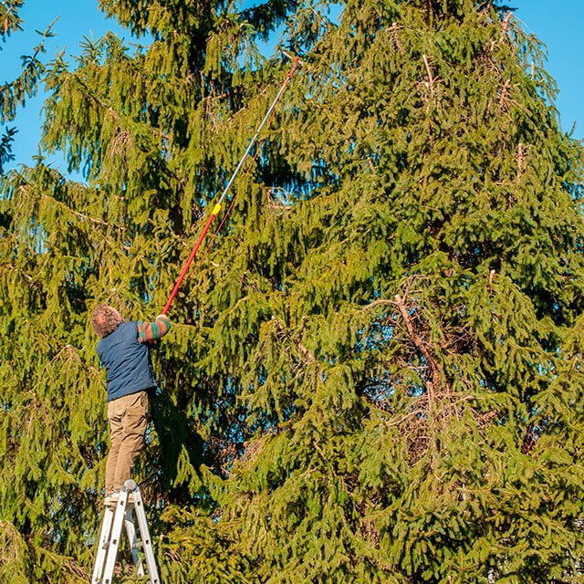  Signs of a Dying Tree